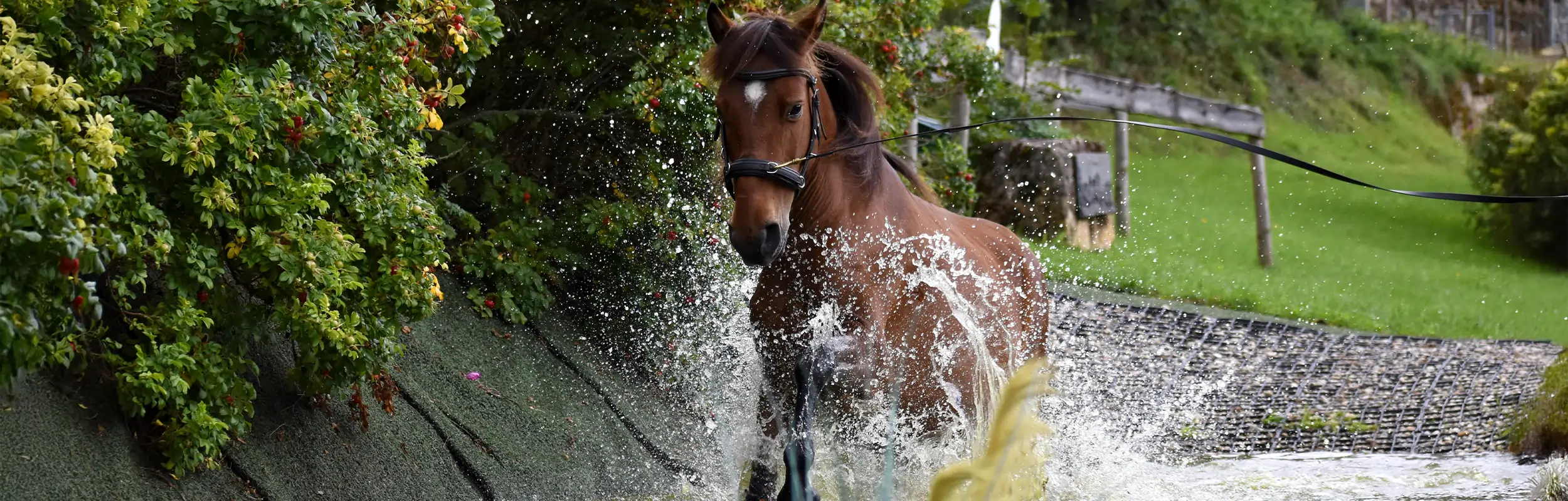 Reitstall-zur-Schäferei-Jenny-Weidert-Dal-Ralingen-Trier-Saarburg-Rheinland-Pfalz-Luxemburg-Extreme-Trail-Pferde